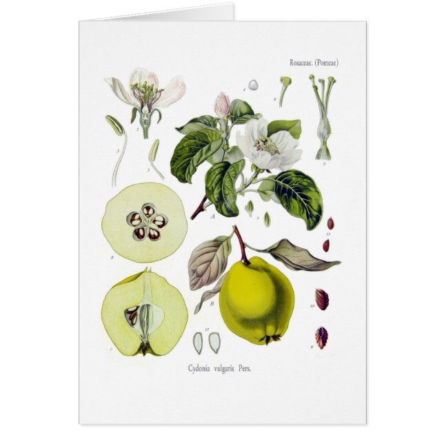 Cydonia vulgaris (coing) (Devant)