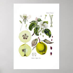 Cydonia vulgaris (Quince) Poster