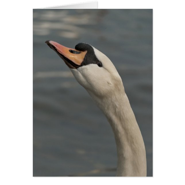 Cygne (Devant)