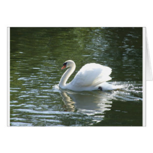 Cygne