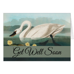 cygne audubon cygnes d'eau blanche