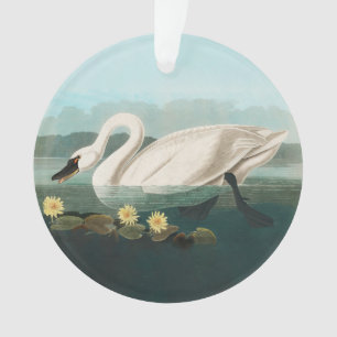 cygne audubon cygnes d'eau blanche