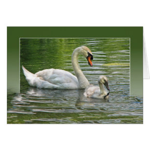 cygne avec cygnet dans un étang