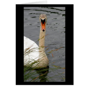 Cygne avec des roseaux