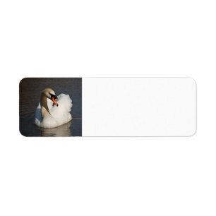 Cygne muet