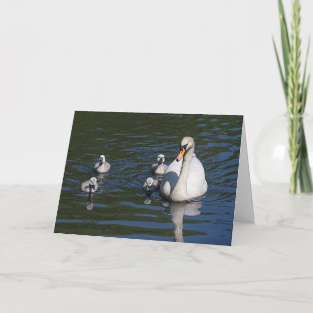 Cygne muet avec carte de voeux Cygnets (Devant)