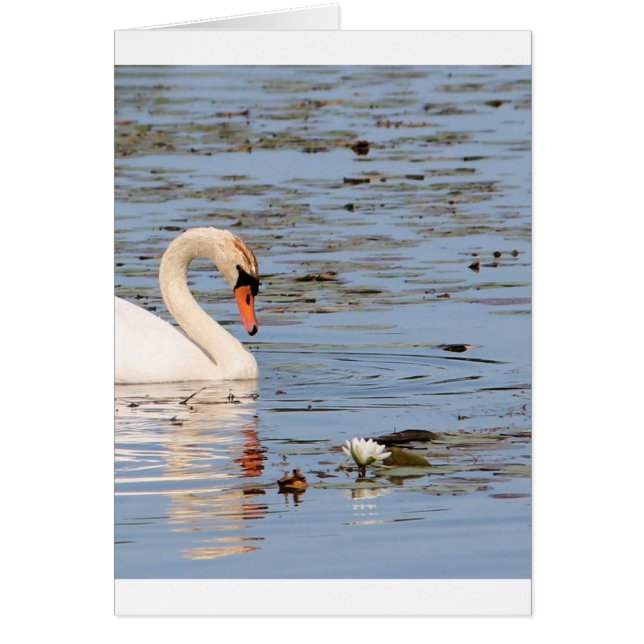 Cygne muet avec coussin de lilly (Devant)
