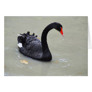 Cygne noir