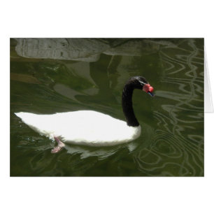 Cygne noir et blanc