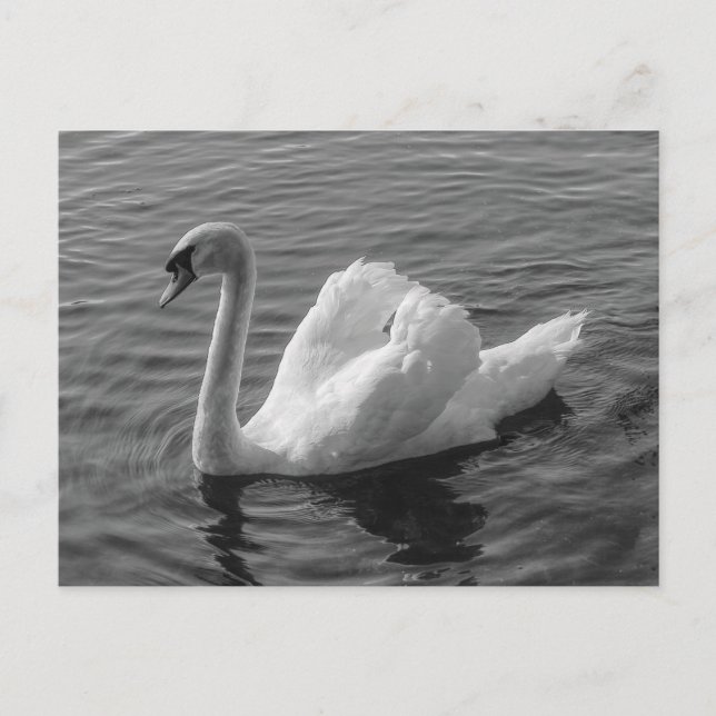 Cygne. Roath Park Lake, Cardiff, Wales B&W Carte p (Devant)