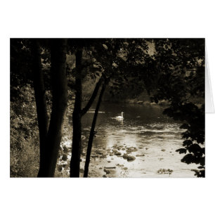 Cygne sur la rivière