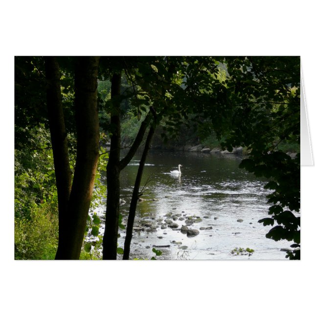 Cygne sur la rivière II (Devant horizontal)