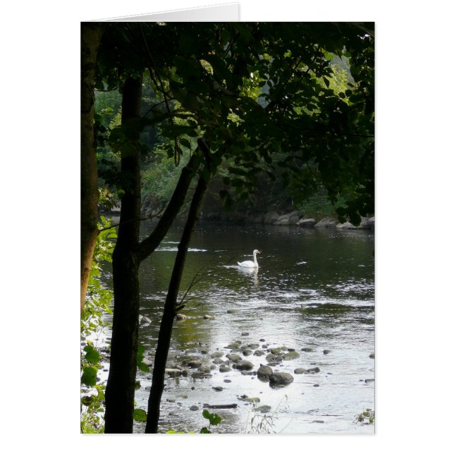 Cygne sur la rivière II Vertical (Devant)