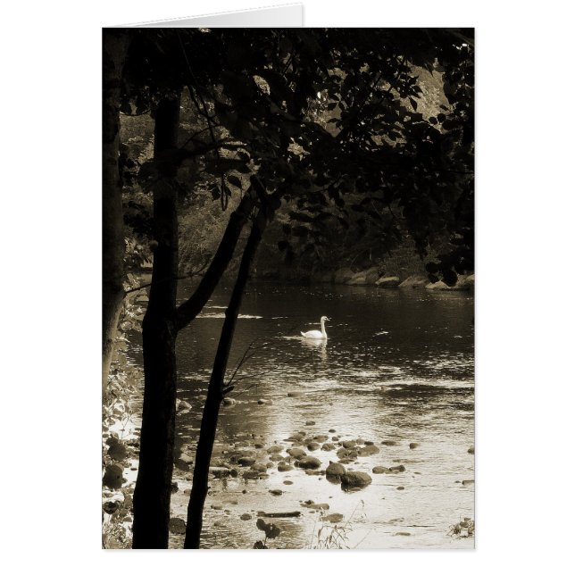 Cygne sur la rivière - Vertical. (Devant)