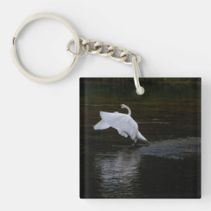 Cygne trompette
