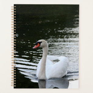 Cygne tuberculé