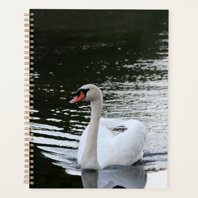 Cygne tuberculé (Devant)