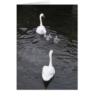 Cygnes avec des jeunes cygnes