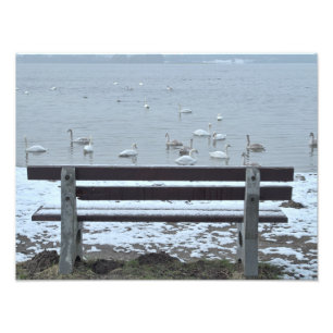 Cygnes, lac et banc - photo