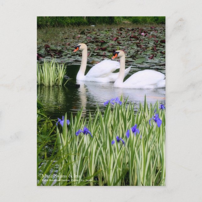 Cygnes muets & Iris : Carte postale (Devant)