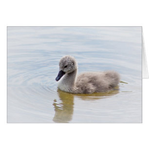 Cygnet