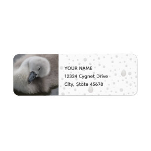 Cygnet Swan dans la pluie