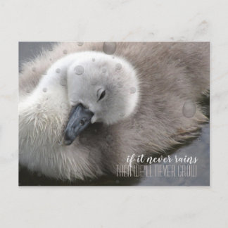 Cygnet Swan in the Rain Inspirational Postcard