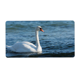 Cygnus cygne blanc