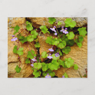 Cymbalaria Muralis Postcard