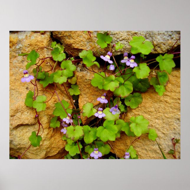 Cymbalaria Muralis Poster (Front)