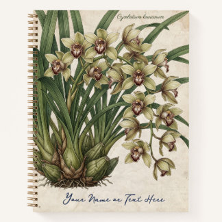 Cymbidium lowianum orchid notebook