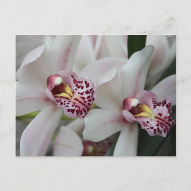 Cymbidium Orchid Postcard (Front)