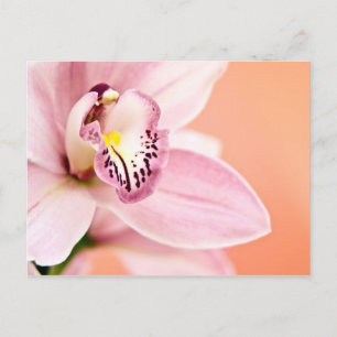 Cymbidium Orchid Postcard