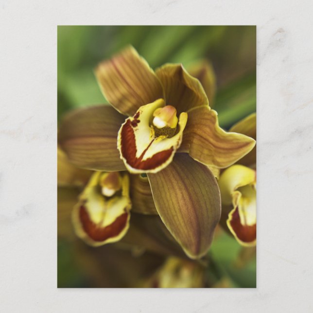 Cymbidium Orchid Postcard (Front)