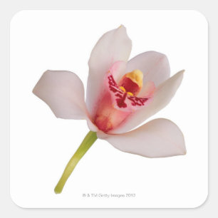 Cymbidium Orchid Square Sticker