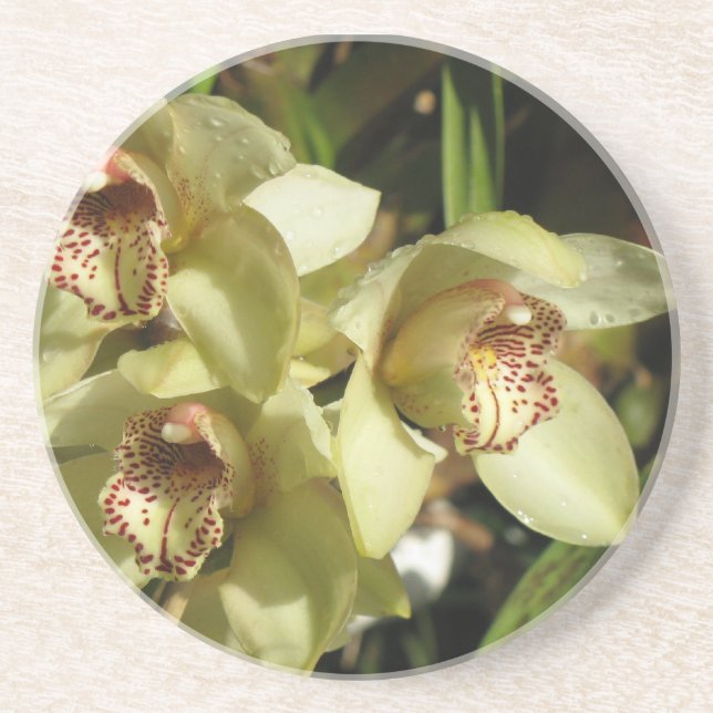 Cymbidium Orchids coaster (Front)