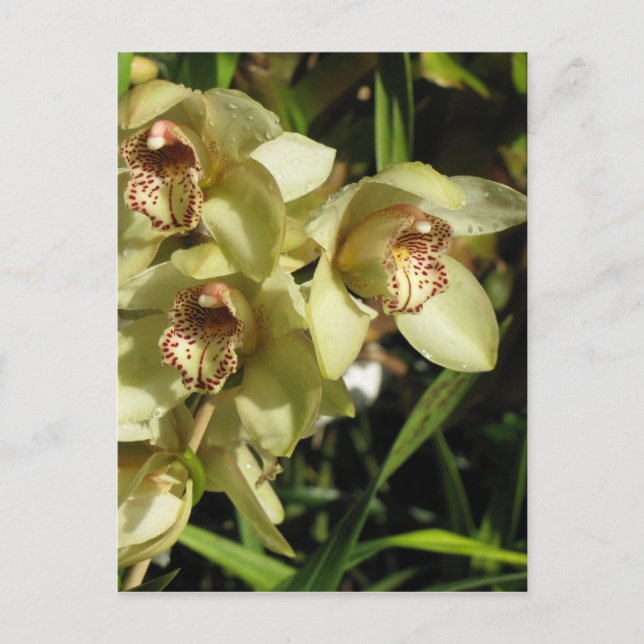 Cymbidium Orchids postcard, customize Postcard (Front)