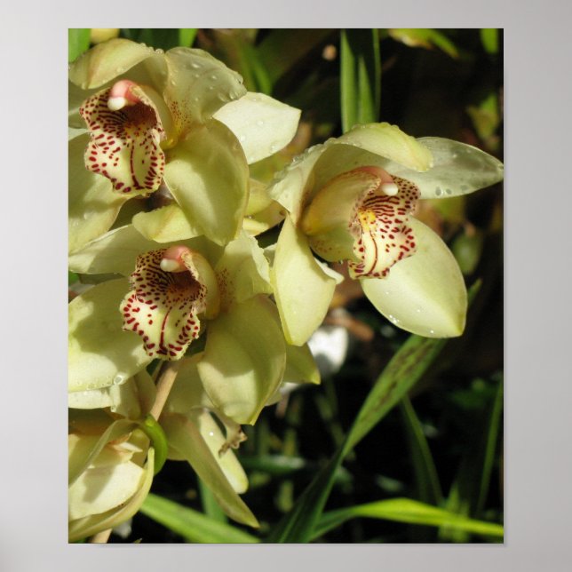 Cymbidium Orchids poster (Front)