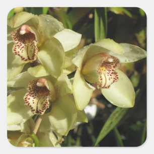 Cymbidium Orchids stickers