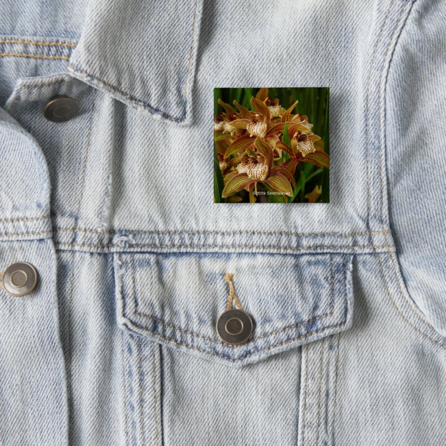 Cymbidium tracyanum 2 inch square button (In Situ)