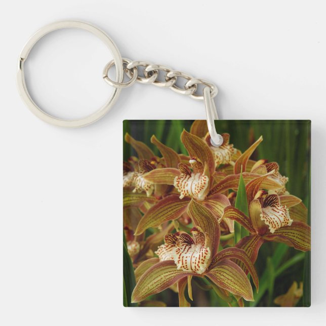 Cymbidium tryanum (Devant)