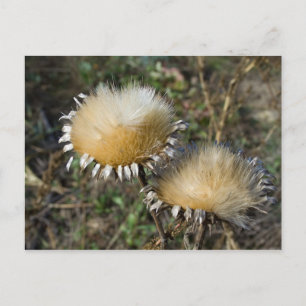 Cynara cardunculus postcard