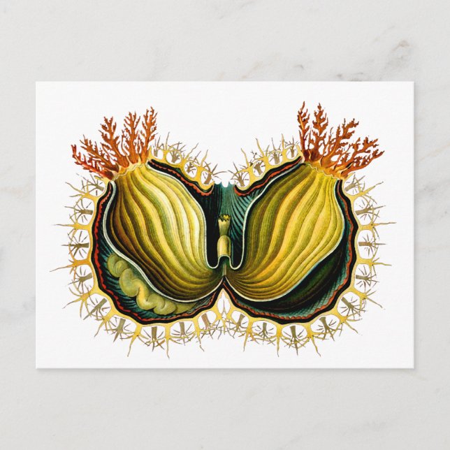 Cynthia melocactus Ernst Haeckel Fine Art Postcard (Front)