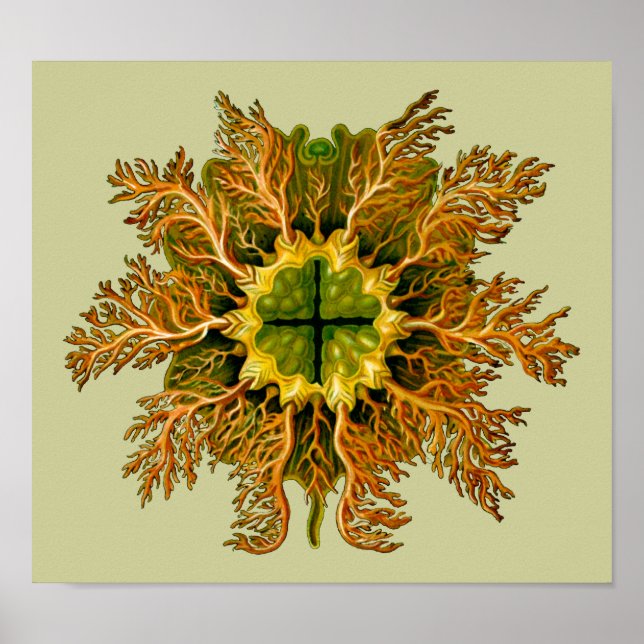 Cynthia melocactus Ernst Haeckel Fine Art Poster (Front)