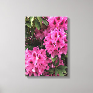Cynthia Rhododendrons, Oregon Canvas Print