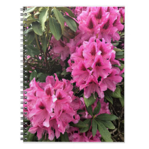 Cynthia Rhododendrons, Oregon Notebook