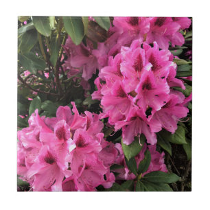 Cynthia Rhododendrons, Oregon Tile
