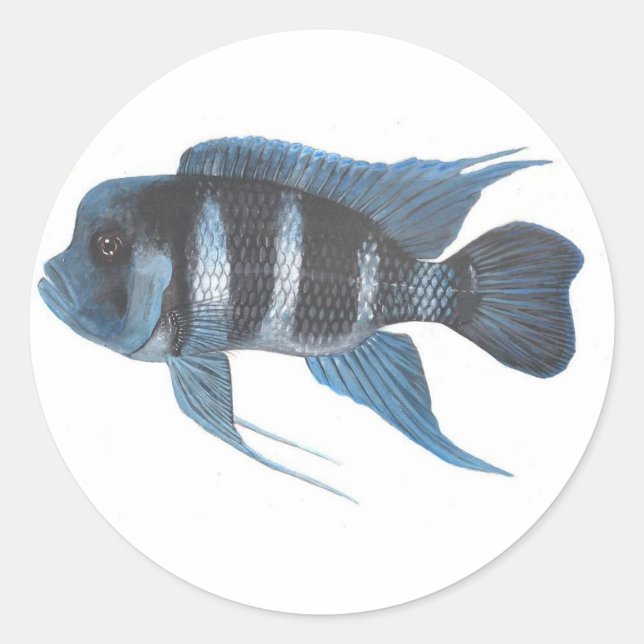 Cyphotilapia frontosa Cichlid Sticker (Front)