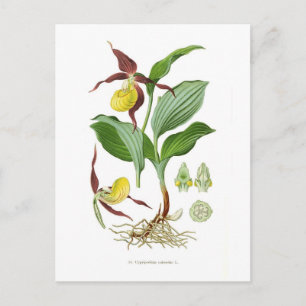 Cyprepedium calceolus postcard