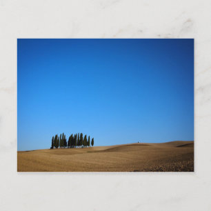 Cyprès en Toscane carte postale